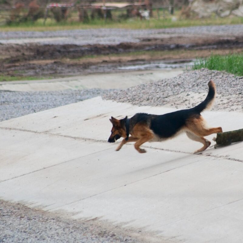 K9 Report